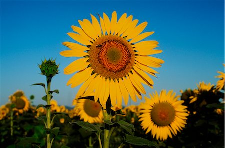 simsearch:600-02886528,k - Close-up of Sunflower, Australia Foto de stock - Sin royalties Premium, Código: 600-02886312