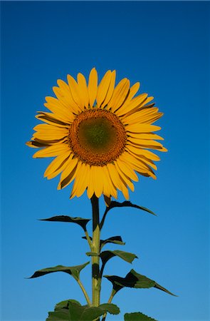 simsearch:600-02886528,k - Close-up of Sunflower, Australia Foto de stock - Sin royalties Premium, Código: 600-02886313