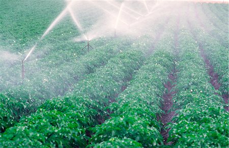potato field - Spray Irrigation of Potato Crop Stock Photo - Premium Royalty-Free, Code: 600-02886331