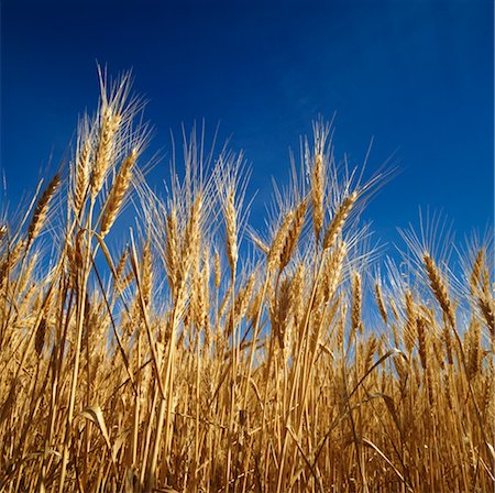 simsearch:600-02886528,k - Close-up of Wheat Ready for Harvest Foto de stock - Sin royalties Premium, Código: 600-02886351
