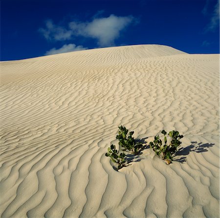 Plant Growing in Sand Dune, Nambung National Park, Australia Stock Photo - Premium Royalty-Free, Code: 600-02886368