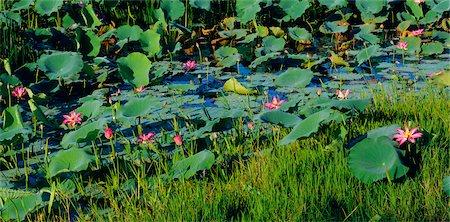 simsearch:600-02886434,k - Water Lilies in Swamp, Kakadu National Park, Australia Stock Photo - Premium Royalty-Free, Code: 600-02886372