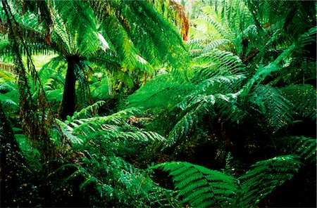 fern - Temperate Rainforest, Otway National Park, Australia Stock Photo - Premium Royalty-Free, Code: 600-02886394