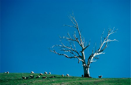 simsearch:600-02886705,k - Lone Dead Tree on Green Hill with Blue Sky behind Stock Photo - Premium Royalty-Free, Code: 600-02886500
