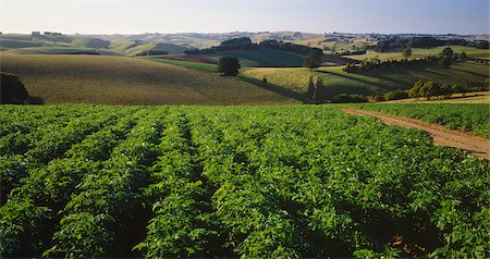 potato field - Potato Crop, Gippsland, Victoria, Australia Stock Photo - Premium Royalty-Free, Code: 600-02886545