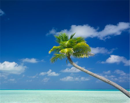 simsearch:600-02886000,k - Lone Palm Tree and Ocean Stock Photo - Premium Royalty-Free, Code: 600-02886556