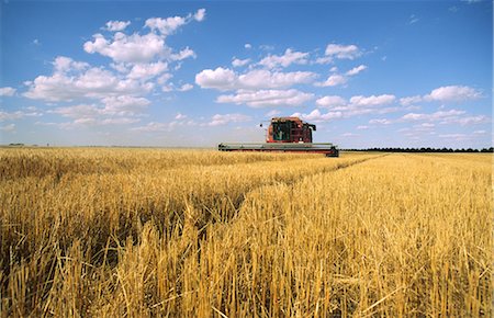 Wheat Harvesting, Australia Foto de stock - Sin royalties Premium, Código: 600-02886592