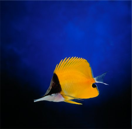 Long-nosed Butterfly Fish Stock Photo - Premium Royalty-Free, Code: 600-02886715