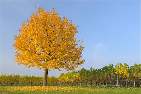 simsearch:700-02245818,k - Lone Tree in Vineyard, Volkach, Franconia, Bavaria, Germany Stock Photo - Premium Royalty-Free, Code: 600-02887016