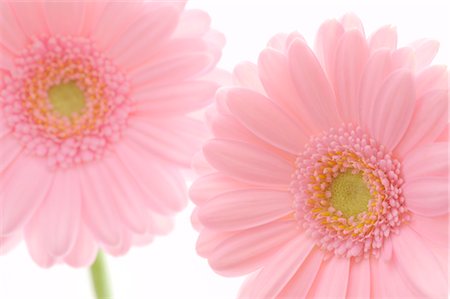 pastel - Pink Gerbera Daisy Stock Photo - Premium Royalty-Free, Code: 600-02883160
