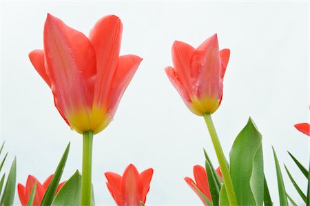 Fosteriana Tulips Stock Photo - Premium Royalty-Free, Code: 600-02883214