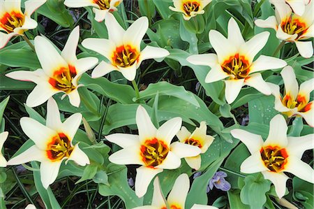 Tulips Stock Photo - Premium Royalty-Free, Code: 600-02883222