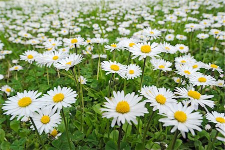 daisy - Daisies in Meadow, Bavaria, Germany Stock Photo - Premium Royalty-Free, Code: 600-02883242