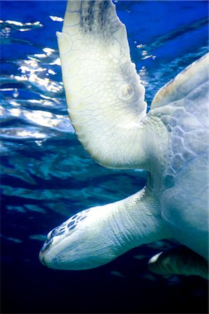 flippers - Sea Turtle Swimming Stock Photo - Premium Royalty-Free, Code: 600-02883263
