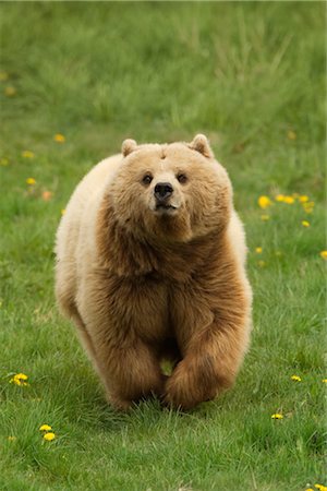 Brown Bear Stock Photo - Premium Royalty-Free, Code: 600-02903798