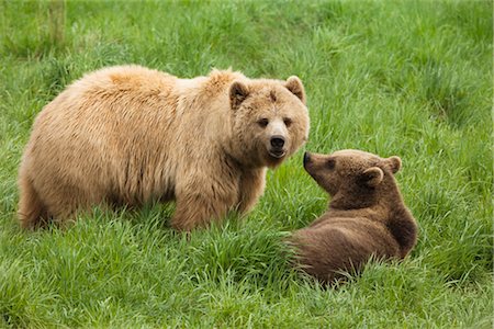Mother Brown Bear with Cub Stock Photo - Premium Royalty-Free, Code: 600-02903792