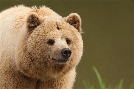 Brown Bear Foto de stock - Sin royalties Premium, Código: 600-02903793