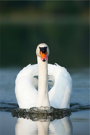 symmetrical - Mute Swan Stock Photo - Premium Royalty-Free, Code: 600-02903832