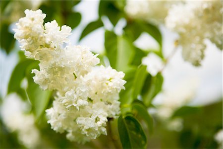 Close-up of Lilacs Stock Photo - Premium Royalty-Free, Code: 600-02912344