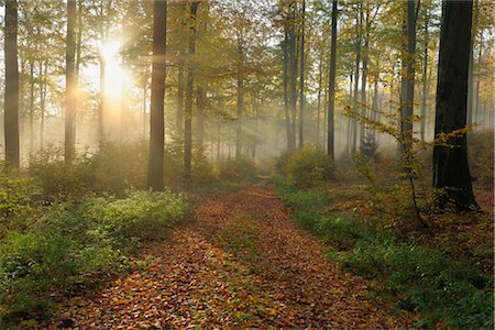 path through woods - Tracks through Forest, Spessart, Bavaria, Germany Stock Photo - Premium Royalty-Free, Code: 600-02912678