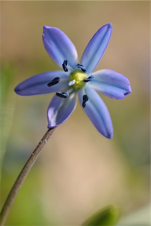 Close-up of Bluebell, Darmstadt, Hesse, Germany Stock Photo - Premium Royalty-Free, Code: 600-02912705