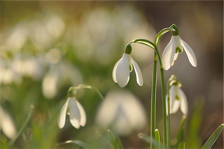 Close-up of Snowdrops, Spessart, Bavaria, Germany Stock Photo - Premium Royalty-Free, Code: 600-02912700