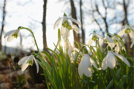 simsearch:700-01196029,k - Close-up of Snowdrops, Spessart, Bavaria, Germany Stock Photo - Premium Royalty-Free, Code: 600-02912702