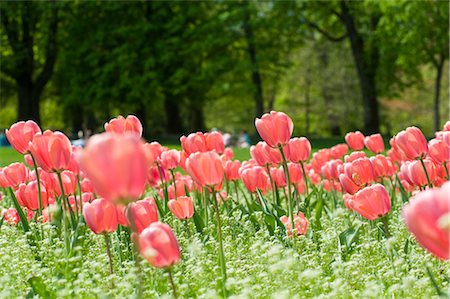 Field of Tulips Stock Photo - Premium Royalty-Free, Code: 600-02922806