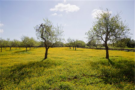 Almond Trees, Mallorca, Spain Stock Photo - Premium Royalty-Free, Code: 600-02943283