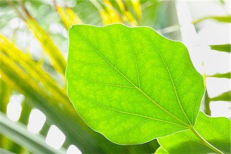 simsearch:600-03004987,k - Close-up of Leaf Stock Photo - Premium Royalty-Free, Code: 600-02943379
