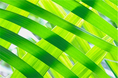 fresh air background - Close-up of Fan Palm Leaves Foto de stock - Sin royalties Premium, Código: 600-02943384