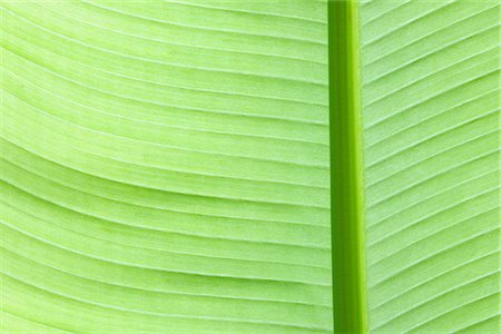 fresh air background - Close-up of Banana Leaf Foto de stock - Sin royalties Premium, Código: 600-02943385