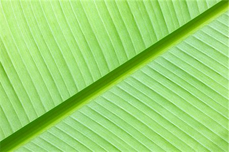 simsearch:600-03004987,k - Close-up of Banana Leaf Stock Photo - Premium Royalty-Free, Code: 600-02943386