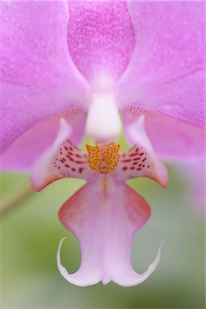 Close-up of Orchid Foto de stock - Sin royalties Premium, Código: 600-02943388