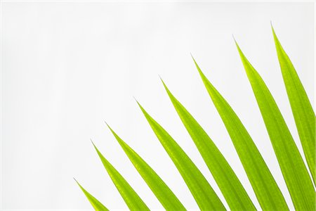 simsearch:600-00176667,k - Close-up of Fan Palm Leaves on White Background Stock Photo - Premium Royalty-Free, Code: 600-02943382