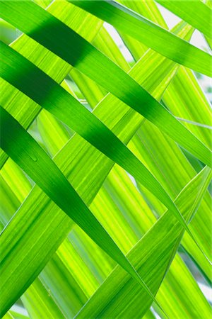 fresh air background - Close-up of Fan Palm Leaves Foto de stock - Sin royalties Premium, Código: 600-02943383