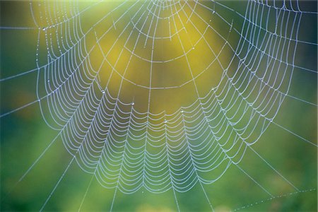 spider web - Spiderweb Stock Photo - Premium Royalty-Free, Code: 600-02957667