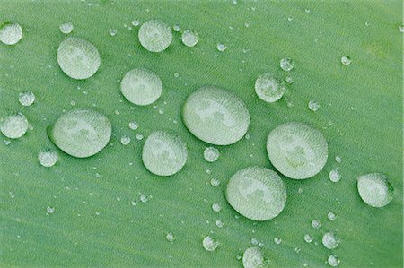 Water Drops on Tulip Leaf Stock Photo - Premium Royalty-Free, Code: 600-02957750
