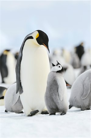 Emperor Penguins, Snow Hill Island, Weddell Sea, Antarctica Stock Photo - Premium Royalty-Free, Code: 600-02957779