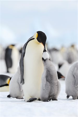 simsearch:6118-07353803,k - Emperor Penguins, Snow Hill Island, Weddell Sea, Antarctica Stock Photo - Premium Royalty-Free, Code: 600-02957780