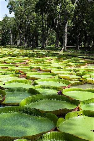 simsearch:600-03004987,k - Giant Amazon Water Lilies, Sir Seewoosagur Ramgoolam Botanical Gardens, Mauritius Stock Photo - Premium Royalty-Free, Code: 600-03004990