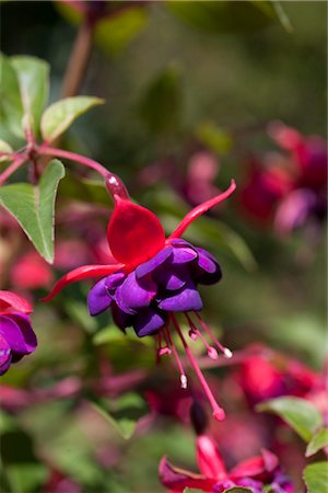 Gros plan de fleurs Photographie de stock - Premium Libres de Droits, Code: 600-03005341