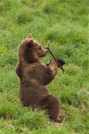 Brown Bear in Field Foto de stock - Sin royalties Premium, Código: 600-03003455