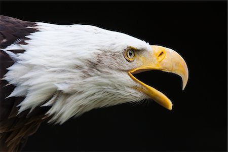eagle face - Gros plan de Bald Eagle Photographie de stock - Premium Libres de Droits, Code: 600-03003453