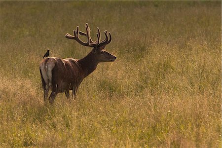 side (anatomy) - Red Deer Stock Photo - Premium Royalty-Free, Code: 600-03003477