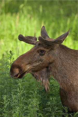 simsearch:600-03478686,k - Portrait of European Elk Stock Photo - Premium Royalty-Free, Code: 600-03003470