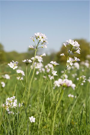 Close-up of Flowers in Field, Hamburg, Germany Stock Photo - Premium Royalty-Free, Code: 600-03003525