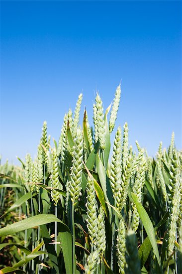 Cultivation Of Wheat. Wheat Field