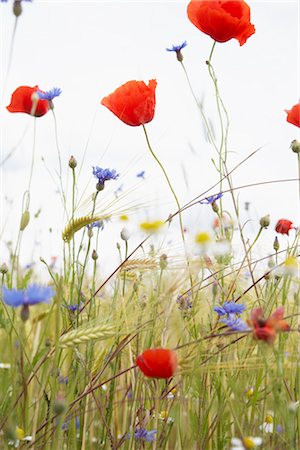 Champ de fleurs, Schwerin, Mecklembourg-Poméranie occidentale, Allemagne Photographie de stock - Premium Libres de Droits, Code: 600-03017277