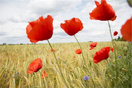 stalk - Poppies in Wheat Field Stock Photo - Premium Royalty-Free, Code: 600-03017278